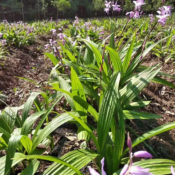 Touchhealthy Supply Tuber Bletillae Seeds/Bletilla Striata Seeds