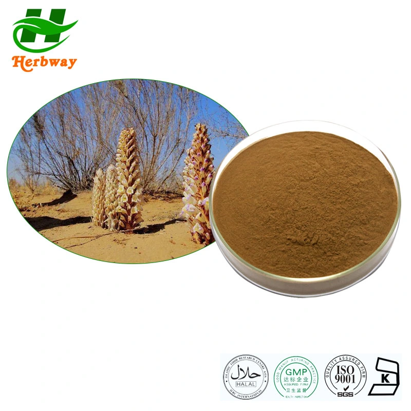 Herbway الطبيعية بمستخرج عشبي Cistanche Deserticola Powder 4: 1 Cistanche Tubulosa الاستخراج