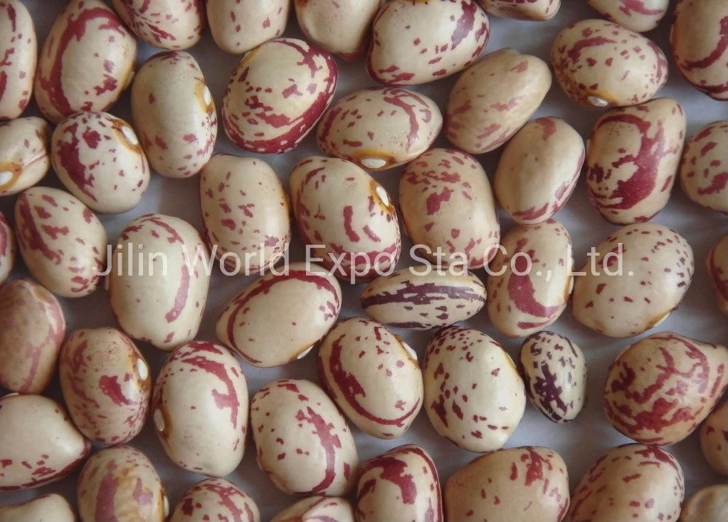 Wholesale/Supplier Dried Light Speckled Kidney Beans (LONG SHAPE) 180-190 for Food