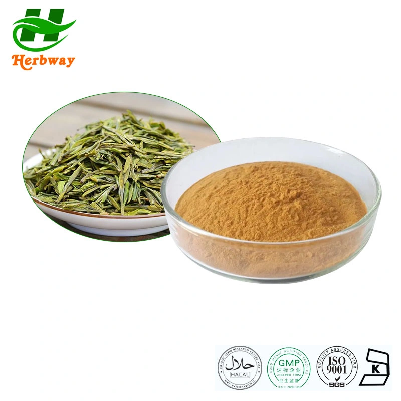 Herbway High quality/High cost performance  Camellia Sinensis High EGCG 60% Tea Polyphenols Green Tea Leaf Extract