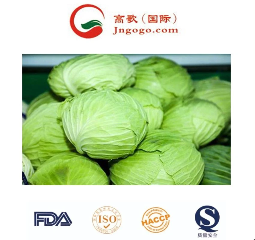 Fábrica China suministro de verduras frescas Cabbage redondo fresco Cabbage chino Precio de venta