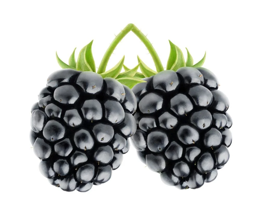 10 : 1 casher Halal 20 : 1 Blackberry Blackberry Extrait de fruits en poudre Poudre