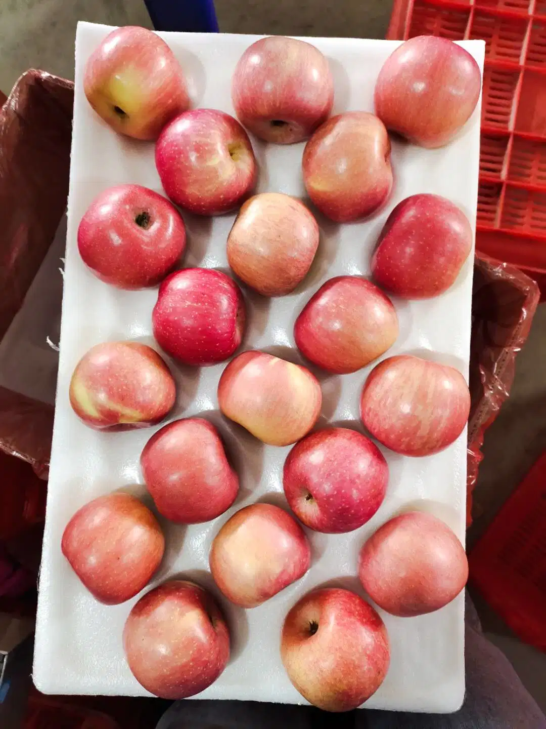 China Fresh Red Huaniu/Golden Delicious/Gala/Qinguan/ FUJI Apple