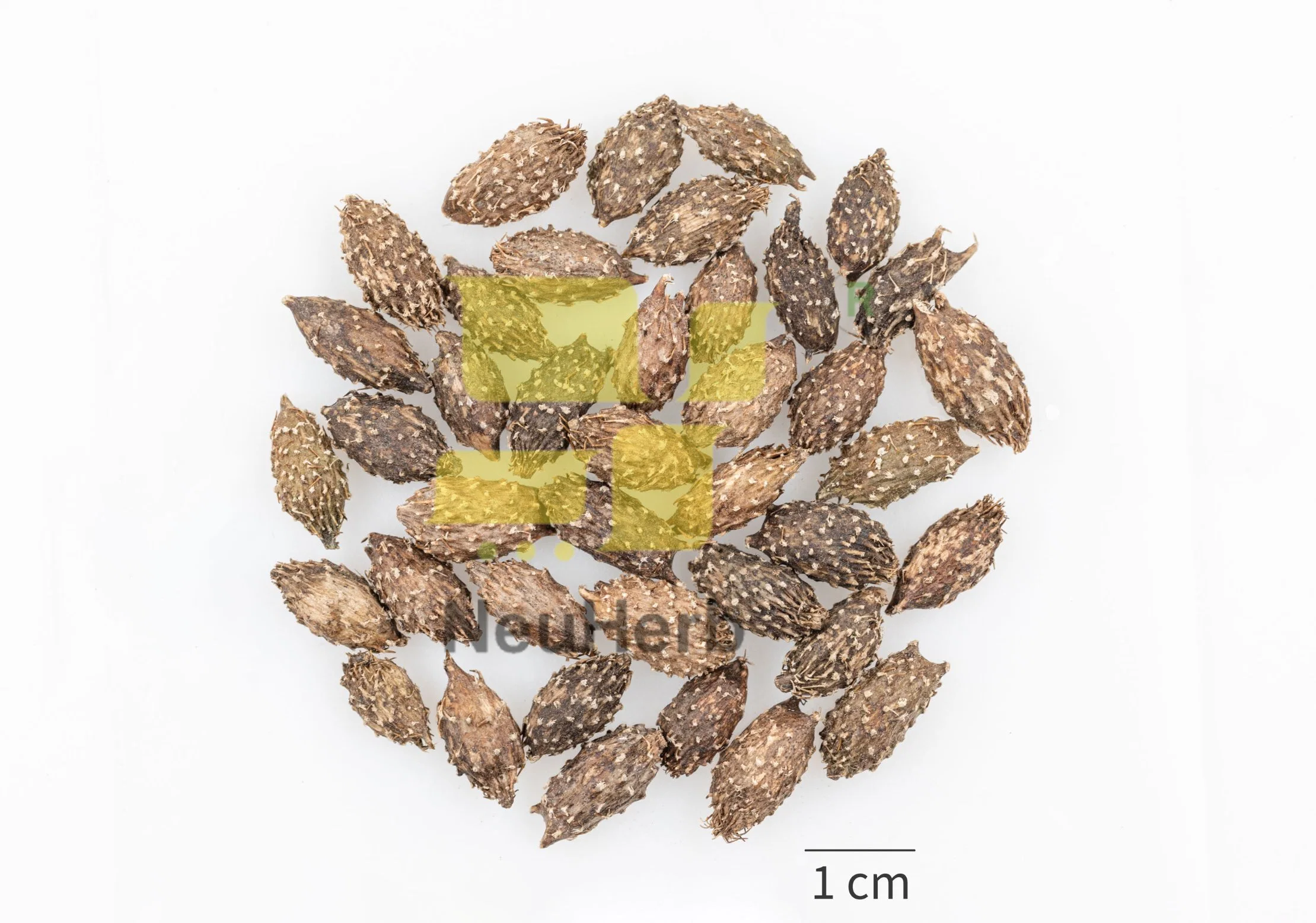 Materias primas a base de hierbas Xanthium Sibiricum Preparados de Fruta planta tradicional de la medicina herbaria china hierba botánico exterior liberando