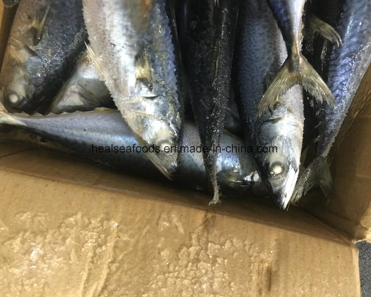 Best Frozen Pacific Mackerel with Factory Price