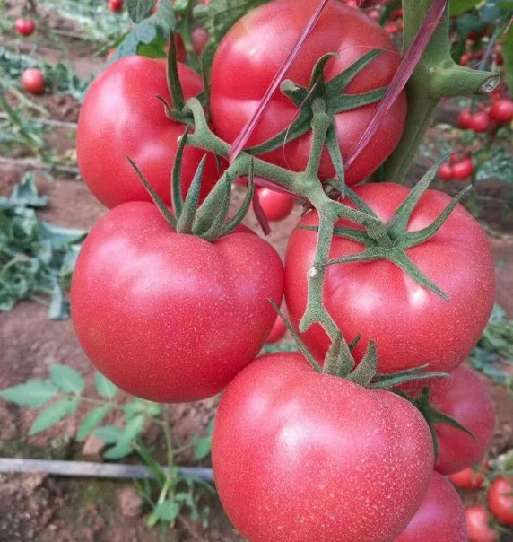 Bien indeterminado grande empresa de semillas de tomate rosa