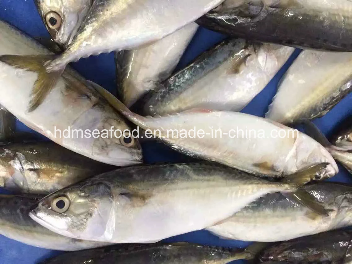 Bqf New Landing Fish Mackerel الهندي