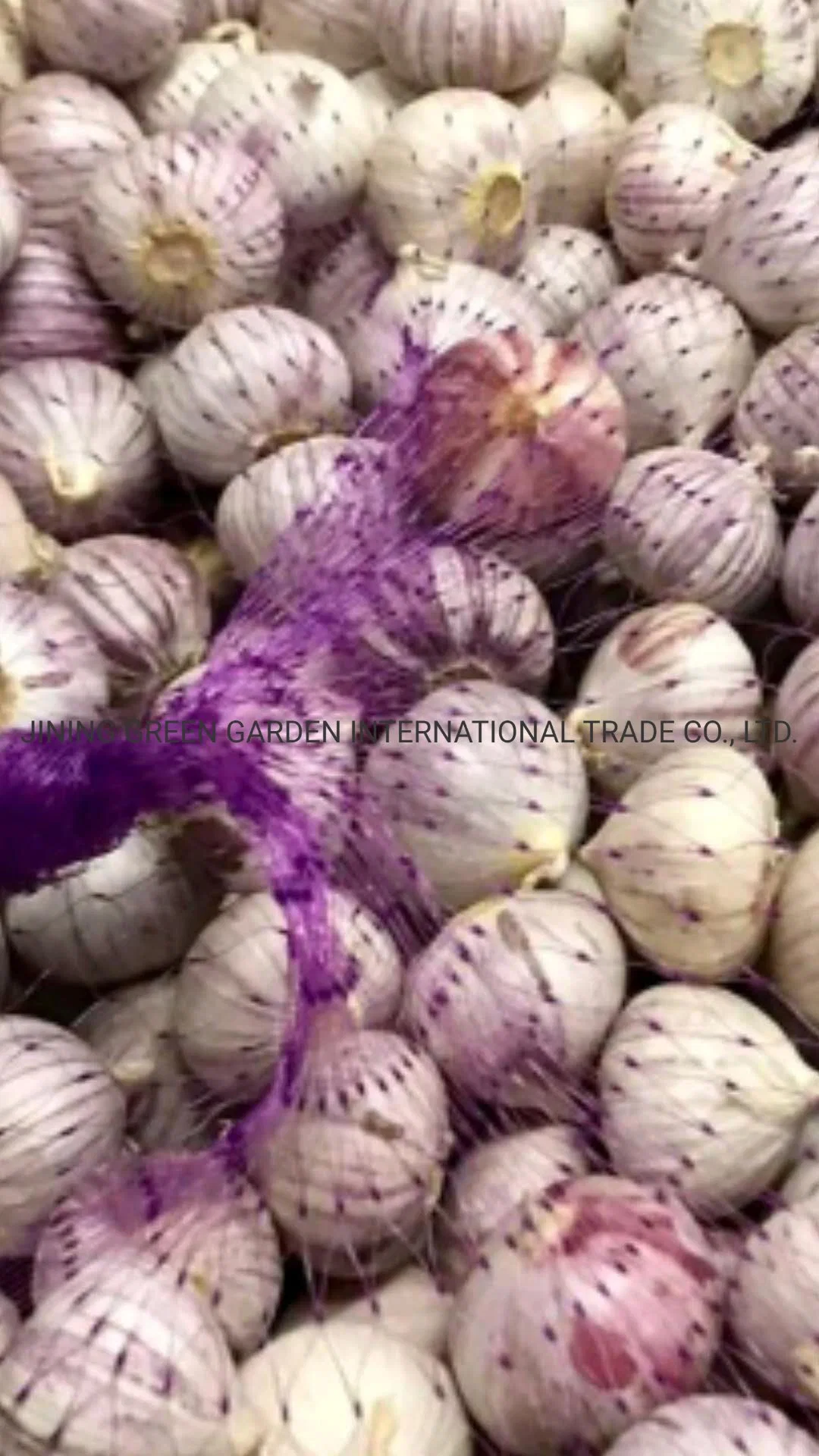 Fresh Solo Garlic, Single Clove Garlic, One Clove Garlic New Crop Top Quality From Yunnan, China