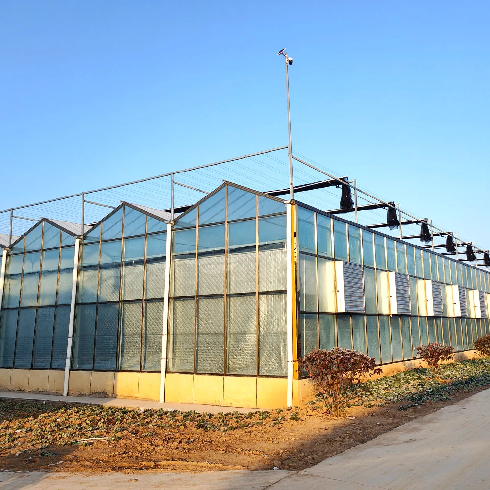 Galvanized Frame Axial/Cooling/Centrifugal/Exhaust Fan for Greenhouse/Poultry Farm Cherry/Tomato/Cucumber/Lettuce/Chili/Strawberry