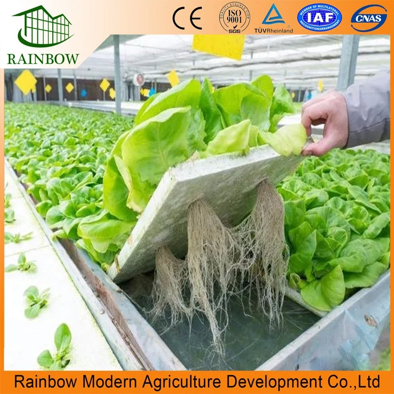 Dwc Irrigation&Hydroponics Equipment for Greenhouse