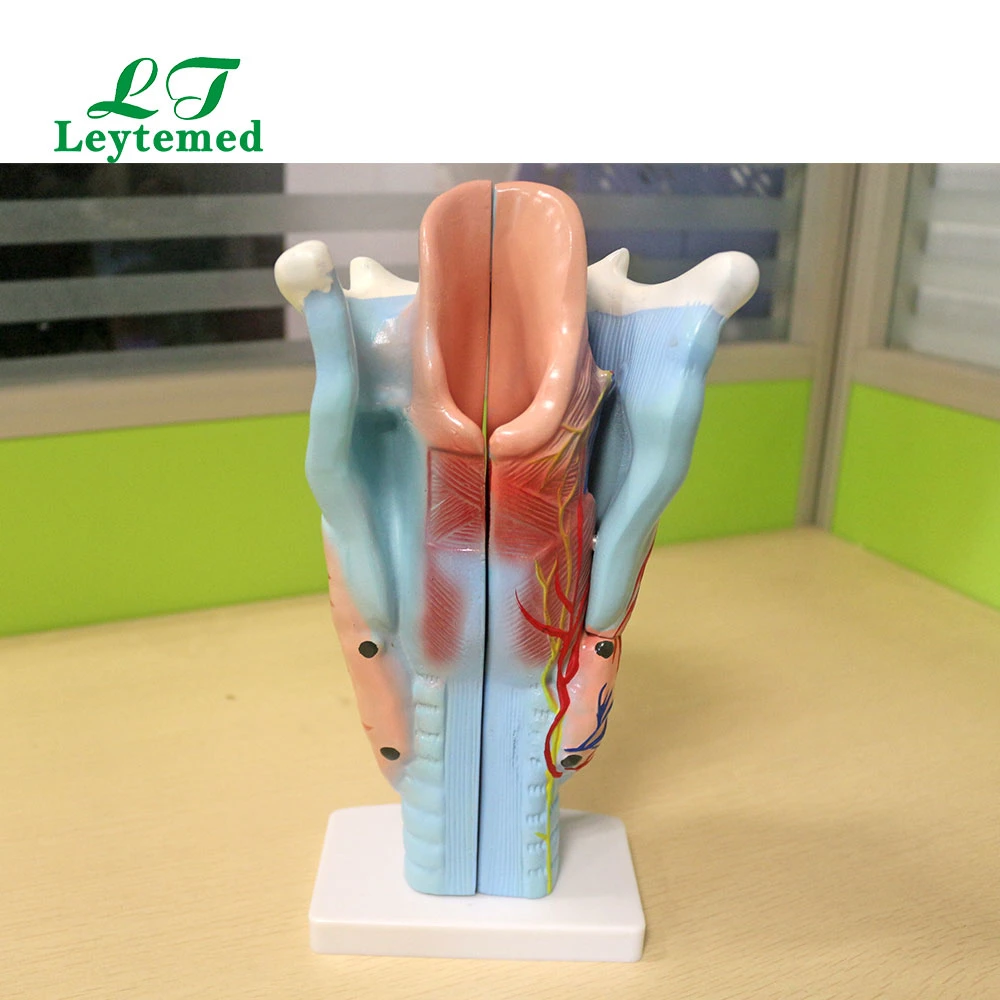 Ltm301 Life - Size Magnified Human Larynx Model Use with Medical