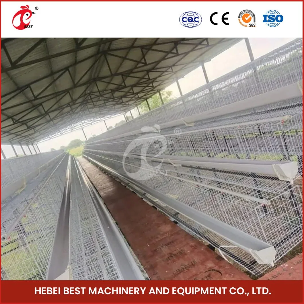 Bestchickencage a Type Pullet Hen Cage Breeder Cage China Steel Chicken Brooder Houses Supplier OEM Customized Bamboo Material Brooder Pullet Cages