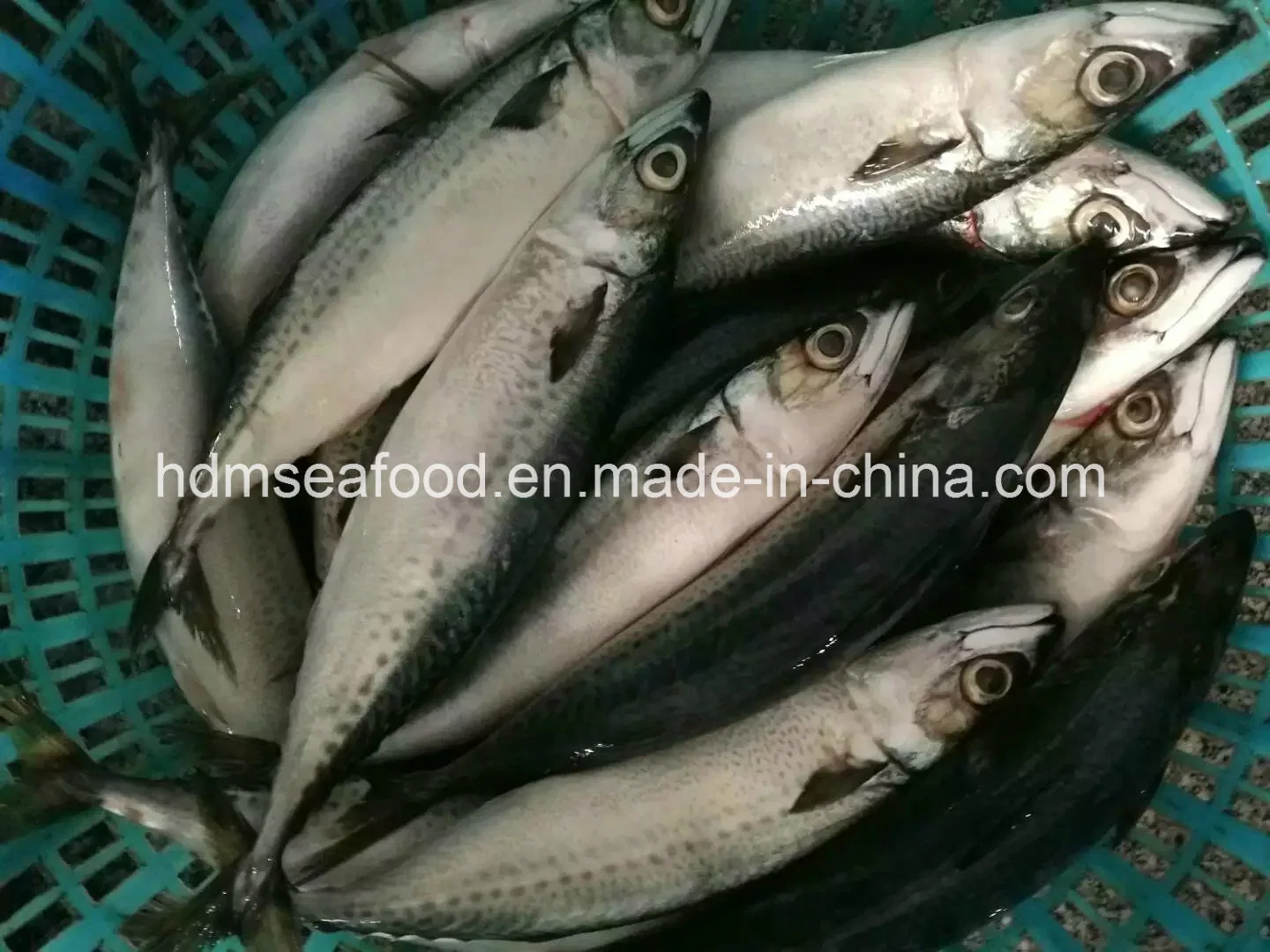 Big Size New Catching Fish 400-500&500g+ Frozen Pacific Mackerel