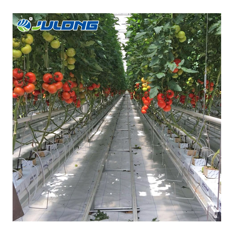 China Supplier Smart Farm Multi Span Agricultural Greenhouse with Vertical Farming Hydroponics Farm System for Sale