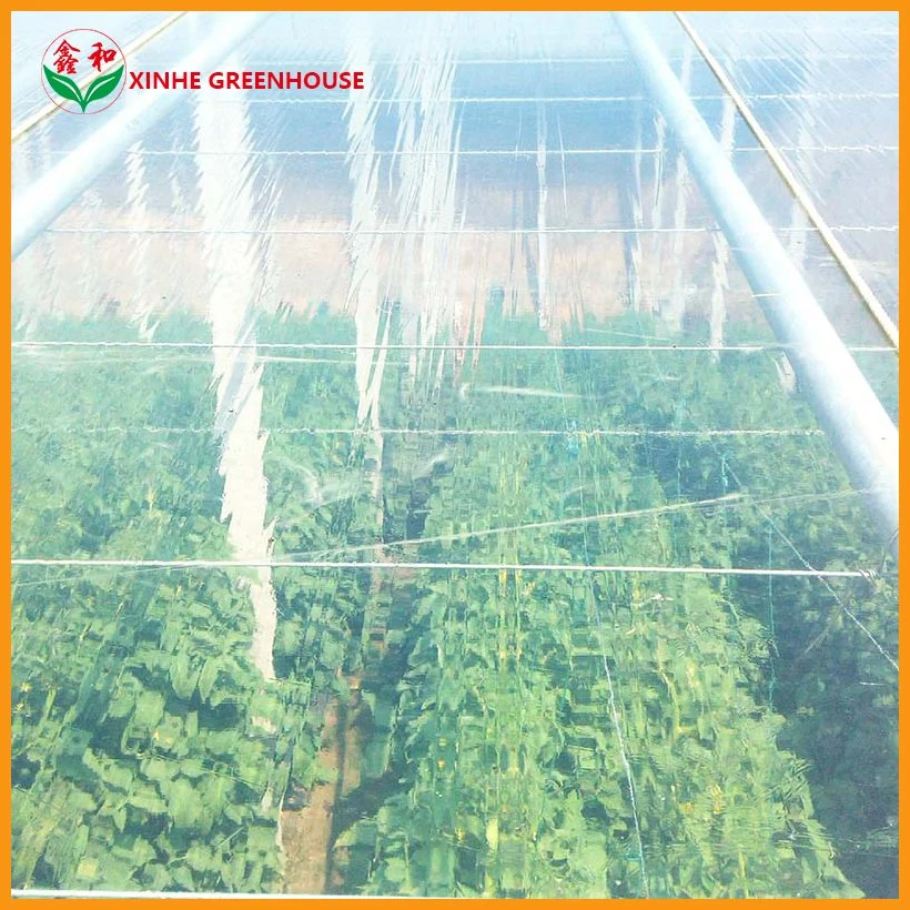 Plastic Film High Tunnels Greenhouse for Good Ventilation Resistant