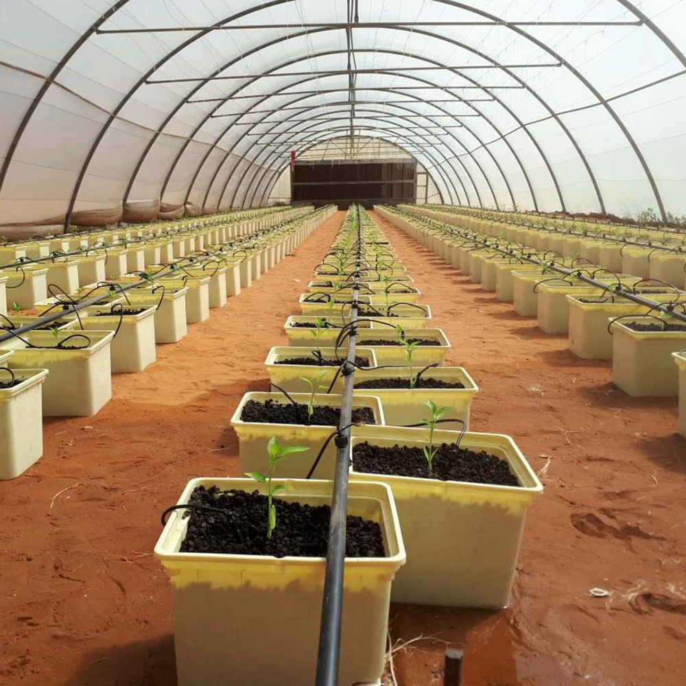 Greenhouse Hydroponics Cucumber Tomato Growing Dutch Bucket System