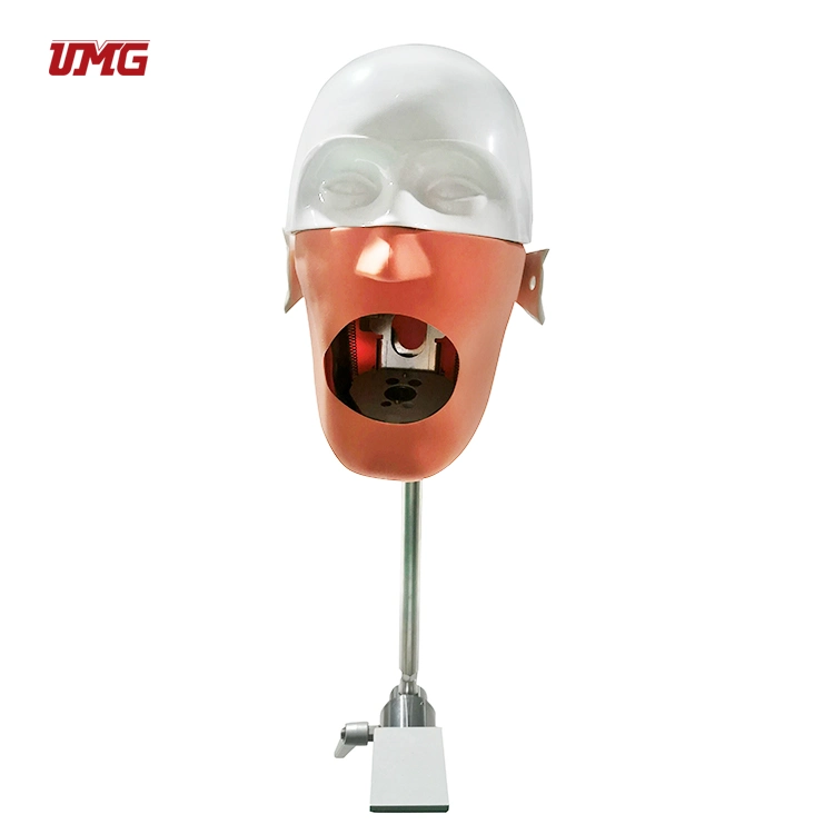 Dental Senior Manikin Without Torso Simulation Model