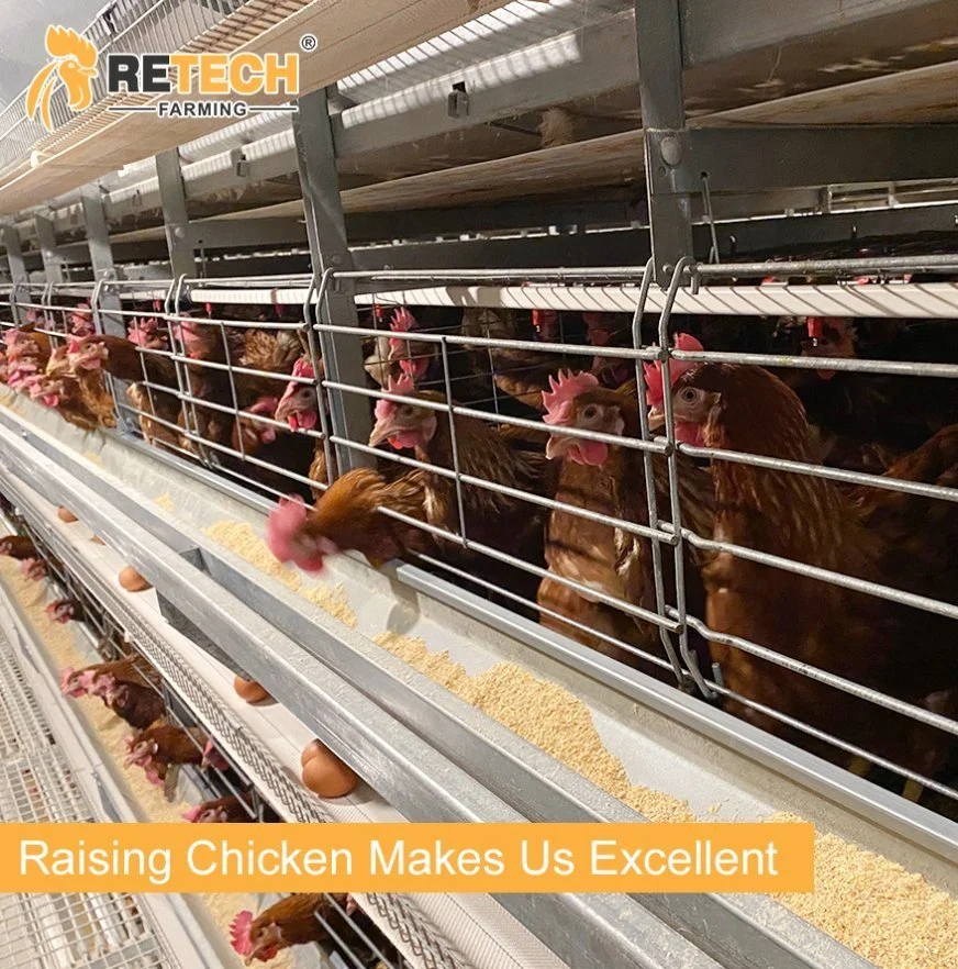 H type 4 tiers full automatic battery layer chicken cages for Indonesia poultry farm