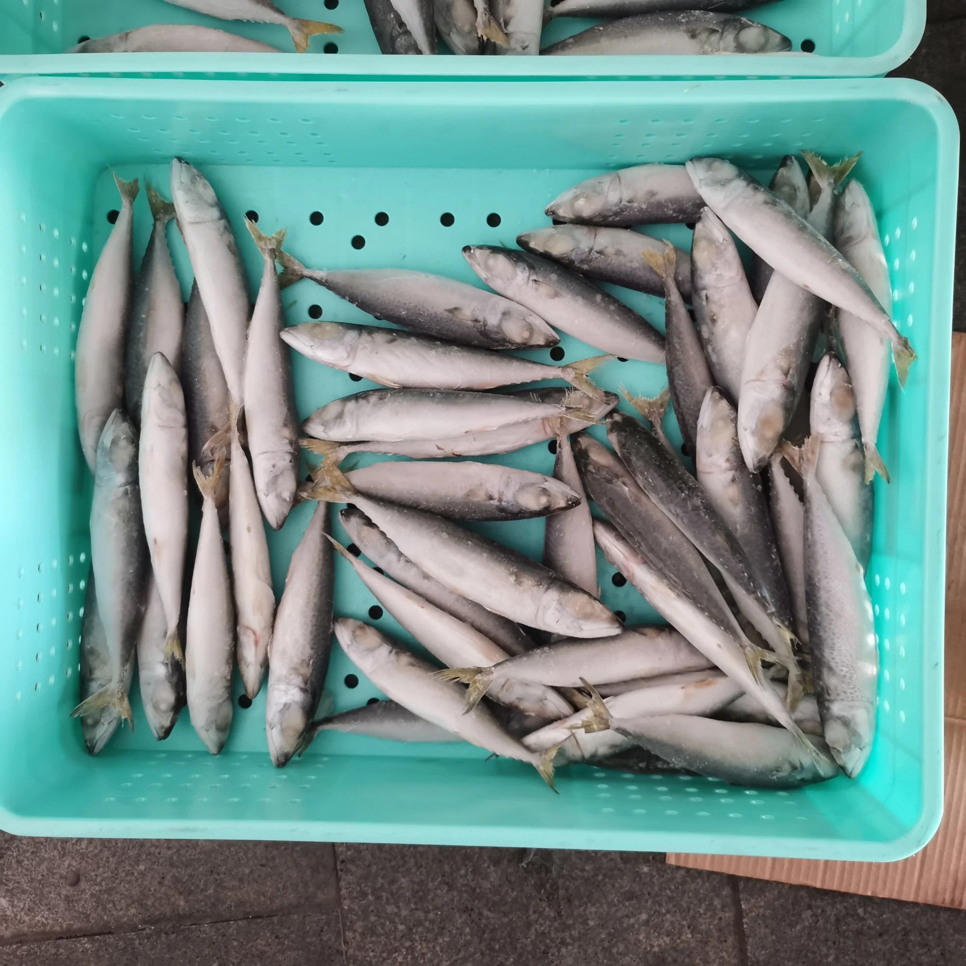 Canned Frozen Pacific Mackerel Landfrozen Mackerel Scomber Japonicus