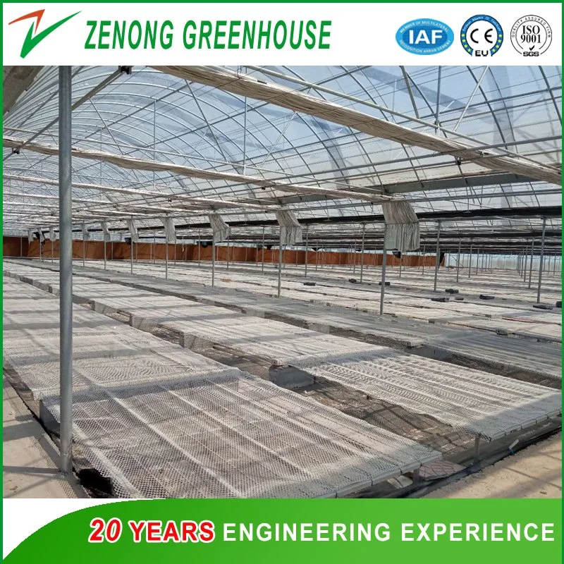 Modern Arch Roof Greenhouse with PC Board Surroundings and Plastic Film Roof