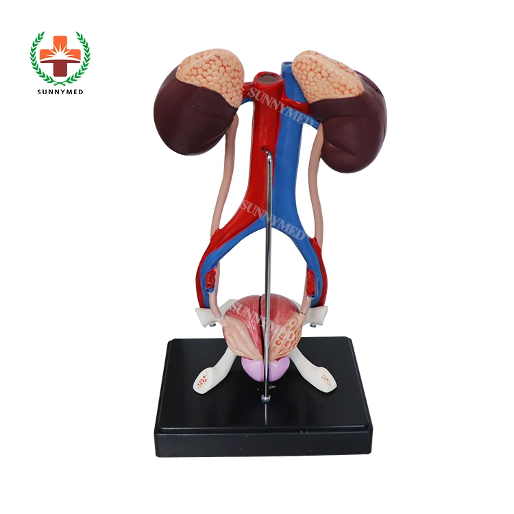 Human Teaching Male Urinary System Anatomical Model for Medical School