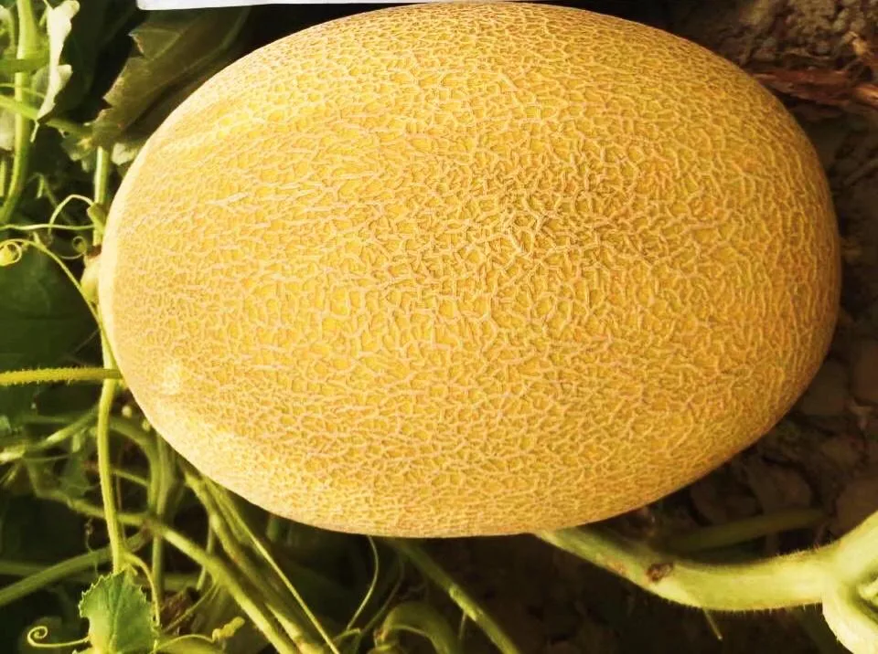  Semillas de Melón Amarillo Hami para Sembrar