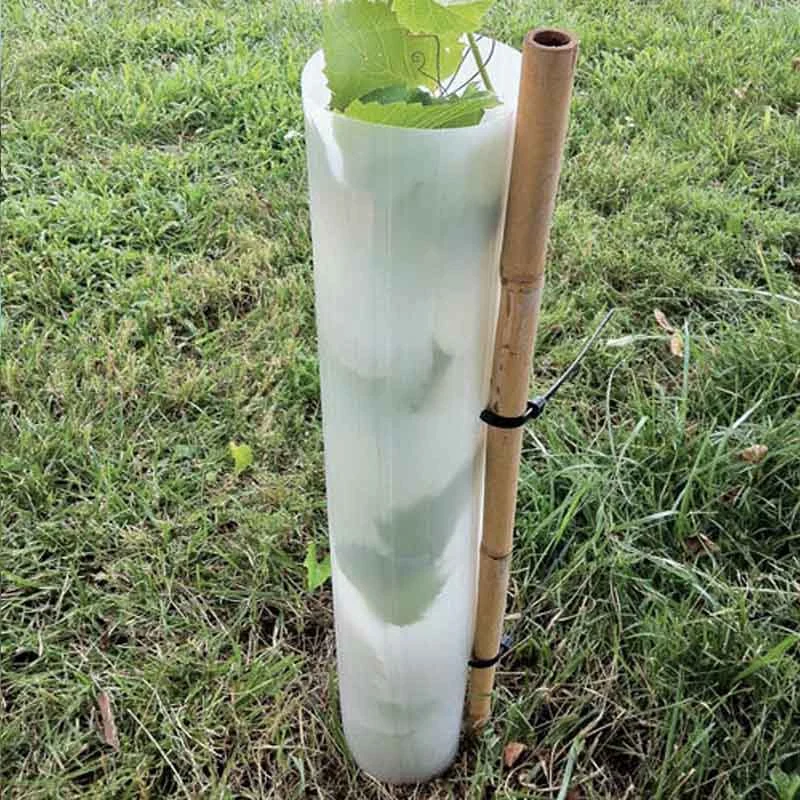 Planting Corflute Plastic/PP Wrap to Protect Small Fruit Tree