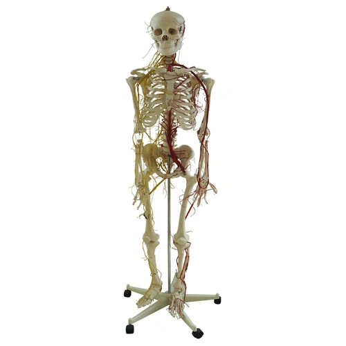 Modelos de ensino de laboratório Human 170cm Human Skeleton com artérias principais E espinal nervos esqueleto de PVC