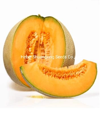 Galia Type Early Maturity Sweet Melon Seeds for Planting