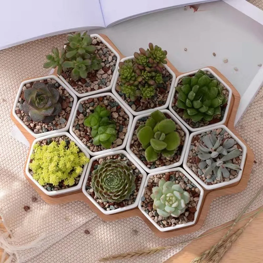 10 PCS Ceramic Small Hexagon Succulent Pot with Bamboo Tray Mini Assorted Wyz21946