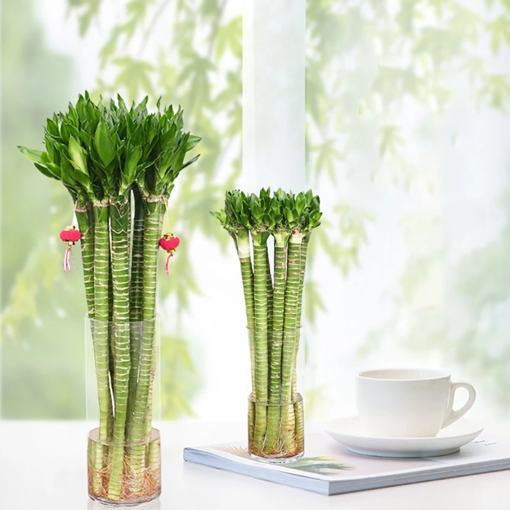 Lotus Lucky Bamboo Fengshui Plant Hydropnic Nursery Green Decorative Wholesale/Supplier