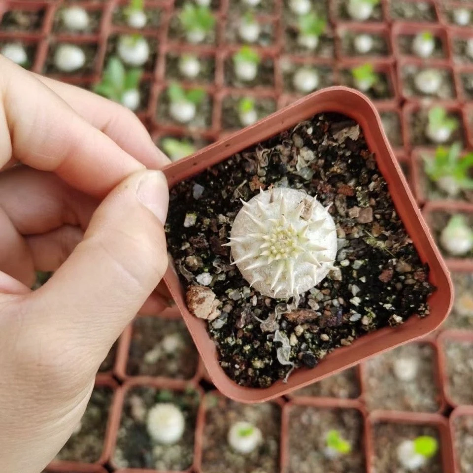 Pachypodium Brevicaule Real Plants