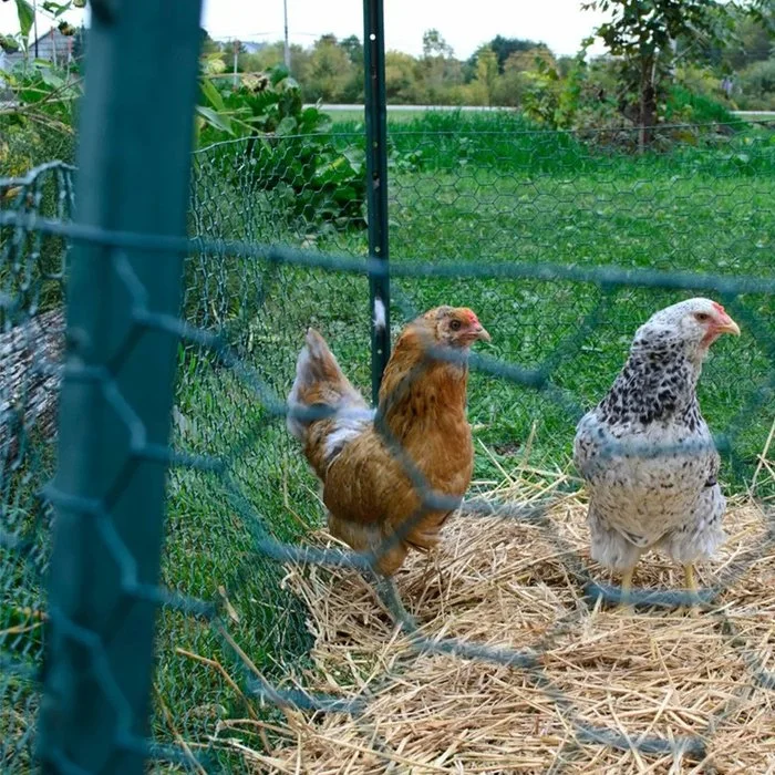 Casquilho sextavado de malha de tecelagem de fio de frango verde revestido de PVC Animal Malha Zoneamento de gado (0,9 m x 25 m)