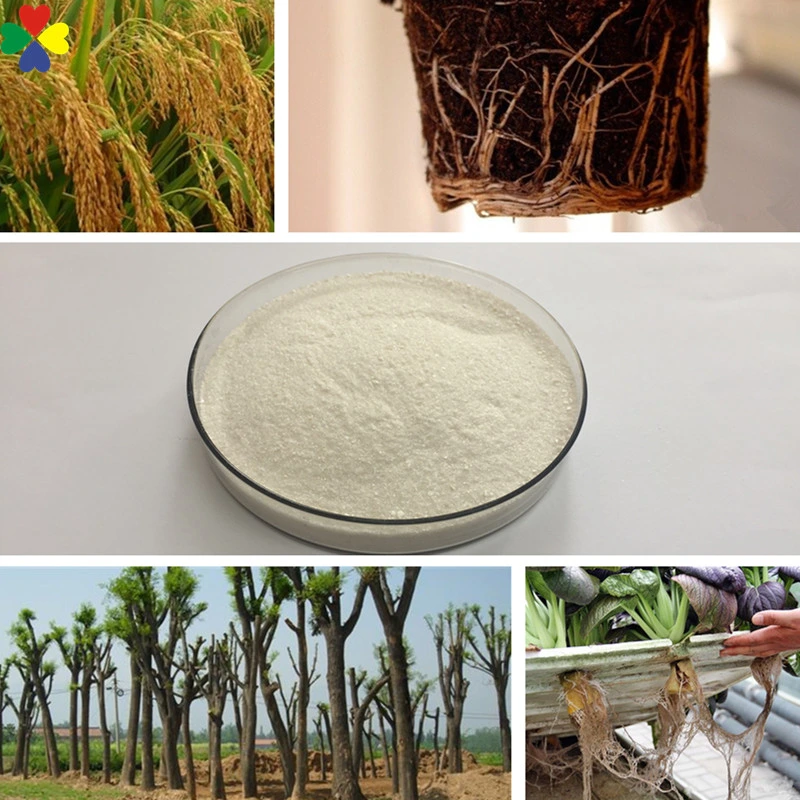 Foliar Spray Fertilizer Auxin Rooting Hormone Iba Plant Growth Regulator