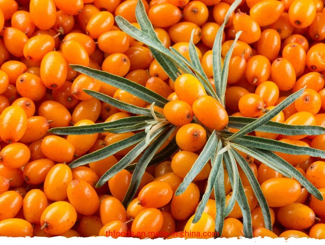 New Crop Frozen Seabuckthorn Berries