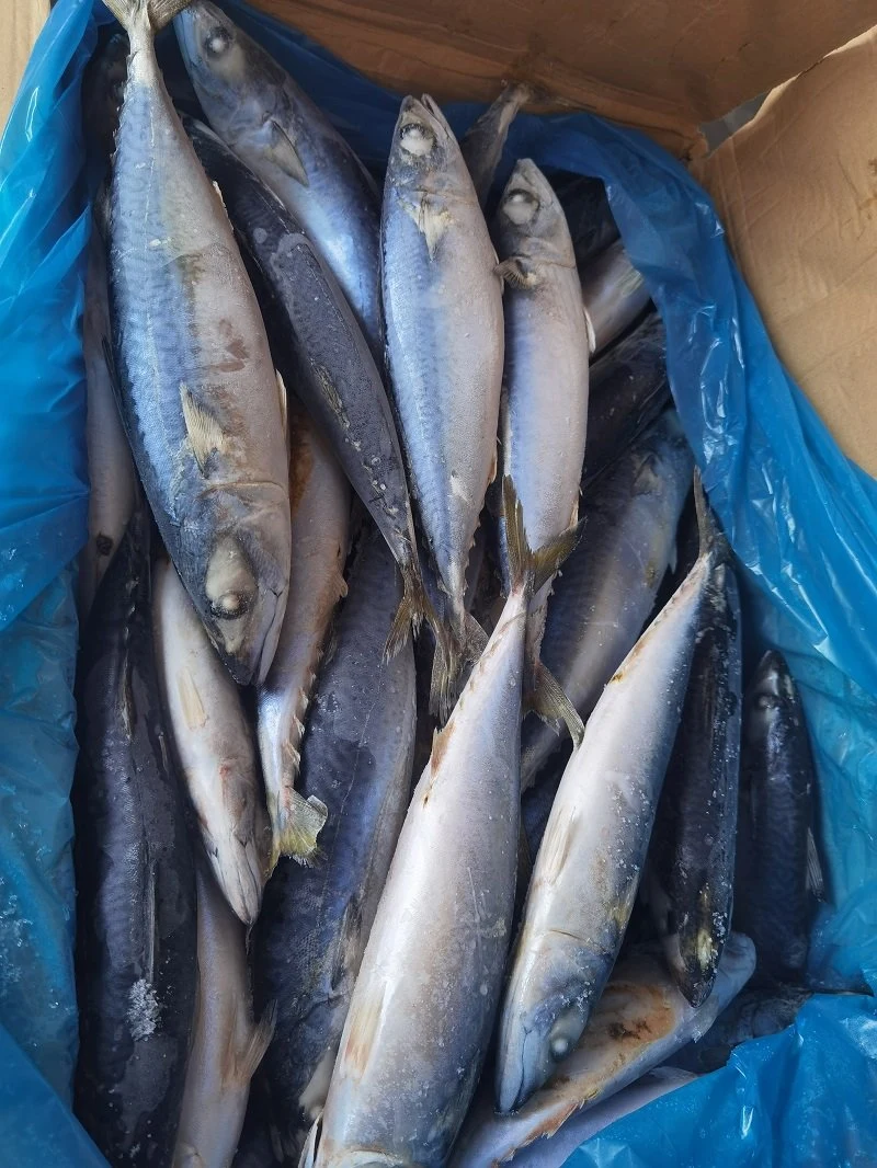 Quality Frozen Mackerel Fish for Export