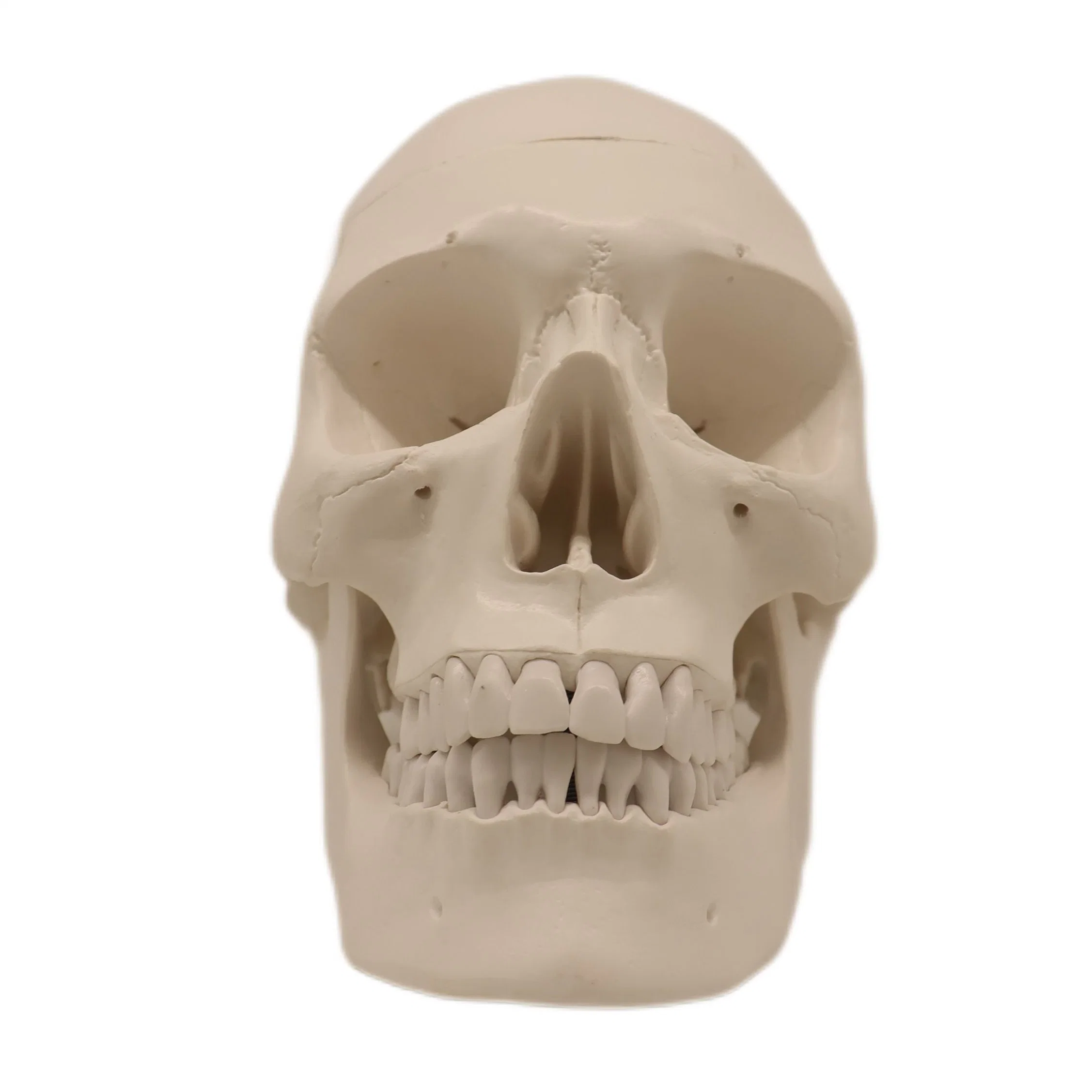 Skull Adulto modelo anatómico de ensino médico com sangue, com venda a quente Vasos e nervos