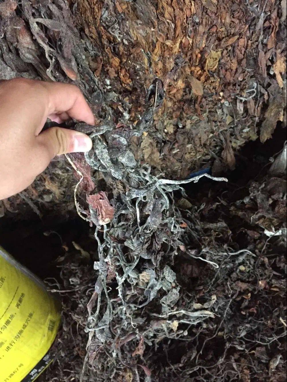 Grau alimentício Ascophyllum Nodosum adubo orgânico extracto de algas marinhas em pó