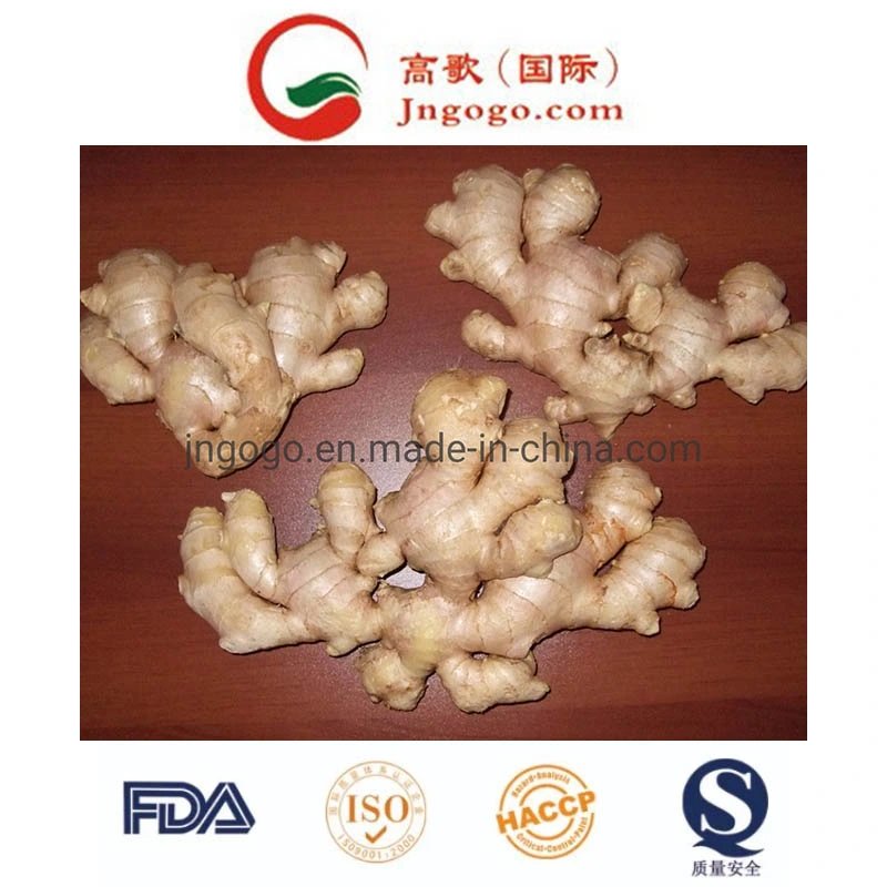 Golden Supplier Fresh Ginger (100-250g and up)