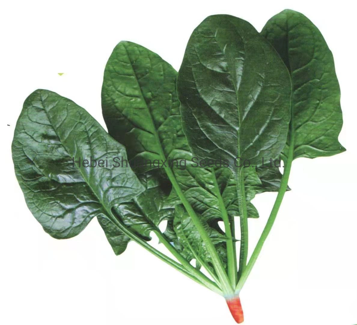 High quality/High cost performance Spinach Seeds Green Vegetable Seeds