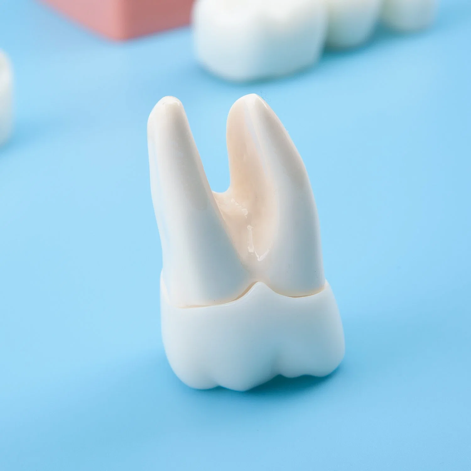4 Mal Zahnimplantat Studie Analyse Harz Abnehmbare Menschliche Teeth Training Modell