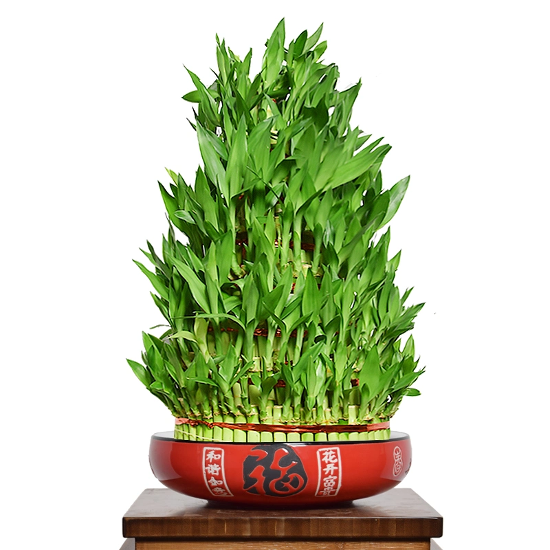 Natural Looking Artificial Outdoor Big Lucky Bamboo Live Plants S3 Tower Lucky Bamboo