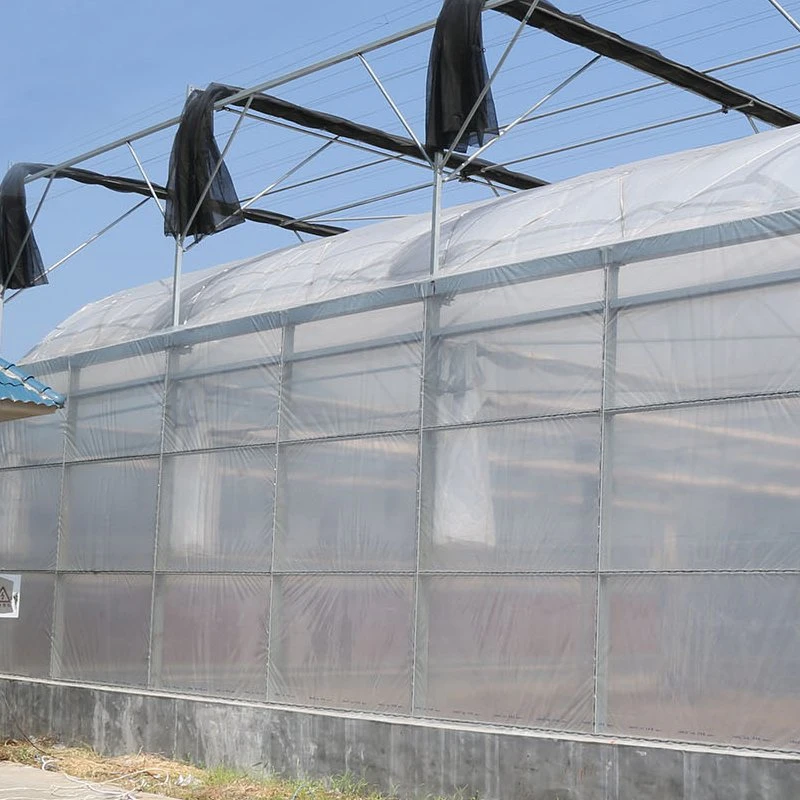 Greenhouse with Sun Shading Galvanized Structure Po for Tomato Growing