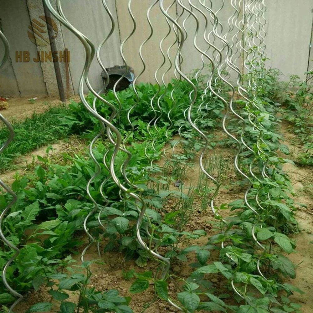 Piquet de support d'usine en fil de fer en spirale de croissance de tomates galvanisées