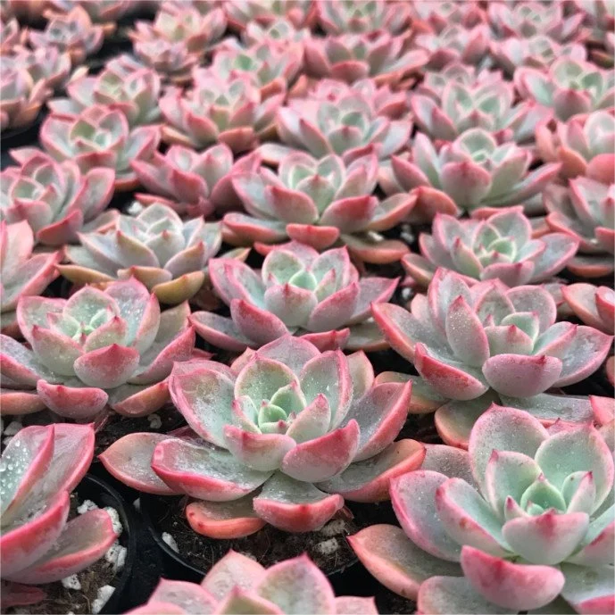 Dudu Grosso Colorido Aranha raros os rolos de Seda Ramos Echeveria Viver Natural Plantas suculentas