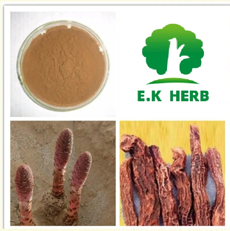 E. K Herb Factory 12 Years Supply Enhance Men&prime; S Sexual Function Plant Extract Cynomorium Songaricum Extract 10: 1 10% Alkaloids Cynomorium Extract