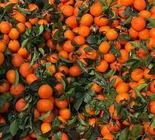 Fresh Mandarin Succulent and High quality/High cost performance Wogan Mandarin From China