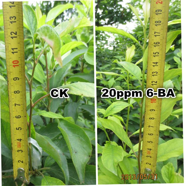 Regulador del crecimiento vegetal 98%6 Min-bencilaminopurina 6-Ba