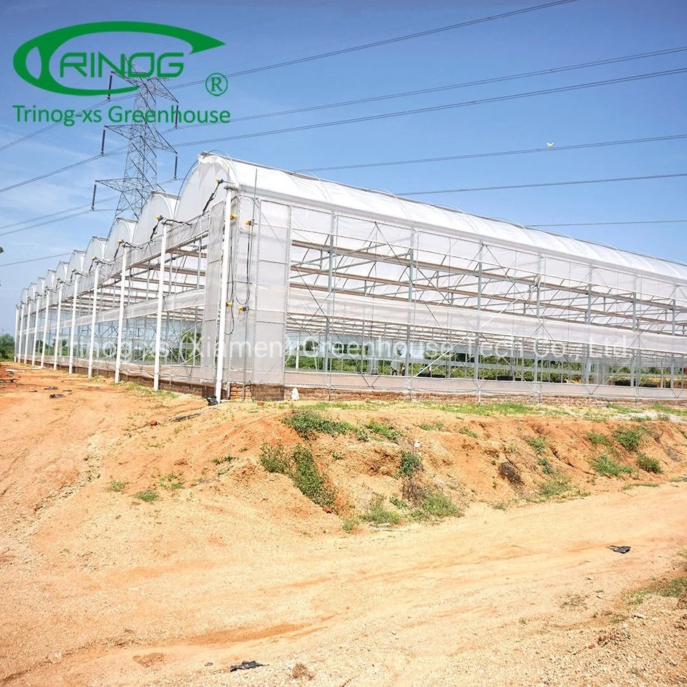 Modern multi-span high tunnel plastic film/ glass/ polycarbonate hydroponic greenhouse for agriculture