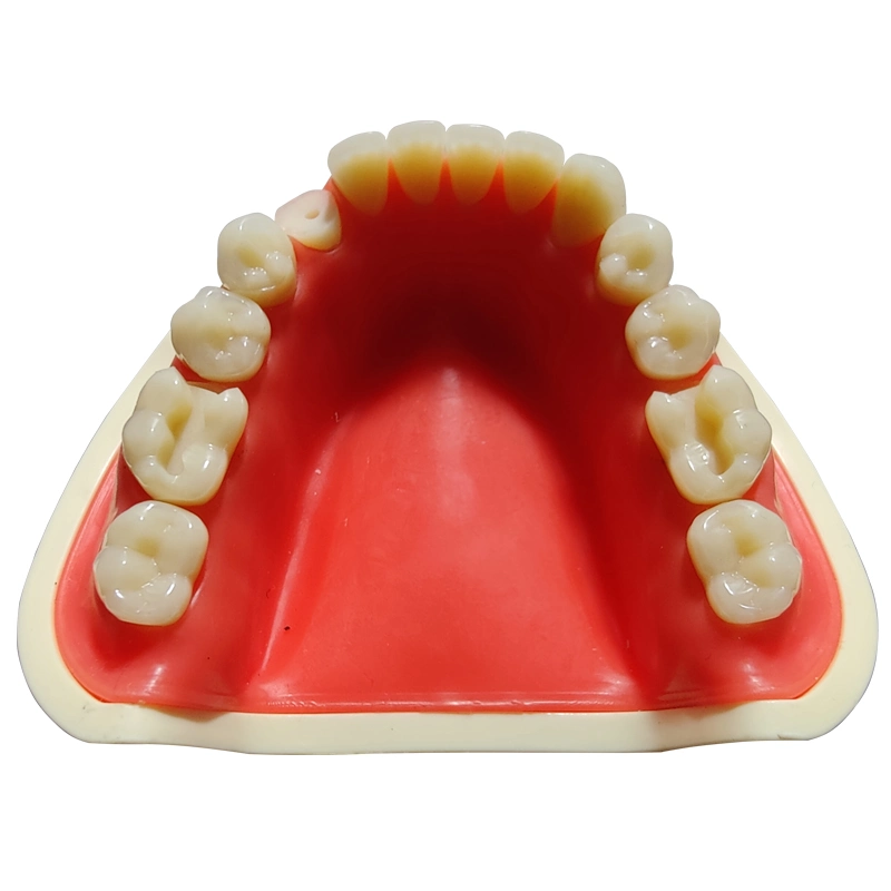 Solid Teaching Tooth Model for Dental Lab and Clinic